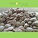 3 Pack Indian Slimming Nut 36 Seeds for Weight Loss original Nut,Indian seed
