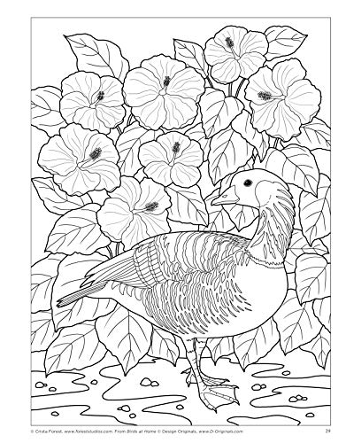 Birds at Home Coloring Book: 50 State Birds and Flowers (Design Originals) From Alabama's Camellia to Wyoming's Meadowlark with 24 Removable Cards, Common & Scientific Names, and 12 Inspiring Examples - Image 5