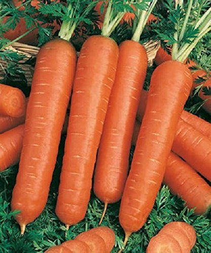 Lot de 100 Graines Carotte, Berlicum 2 (Automne - Hiver) Cover