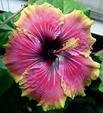 10 Seeds Dinnerplate Hibiscus / Lolita / Perennial Flower Seed / Easy to Grow/ Huge 10-12 Inch Flowers