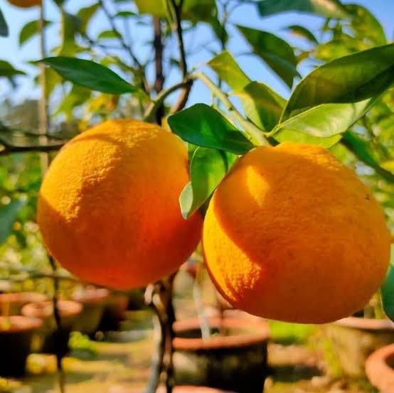 Real Live Thai All Time SeedLess Lemon Plant Nimbu Plant Nibu plant All time Hybrid Lemon tree Plant Height (1.5 Ft) Batabe Orange Healthy Live Plant Hybrid Grafted All Time Sweet Lemon