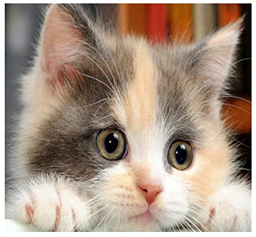 Peinture au diamant 5D chat personnalisable comme cadeau d'anniversaire