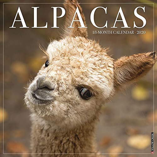Alpacas 2020 Wall Calendar