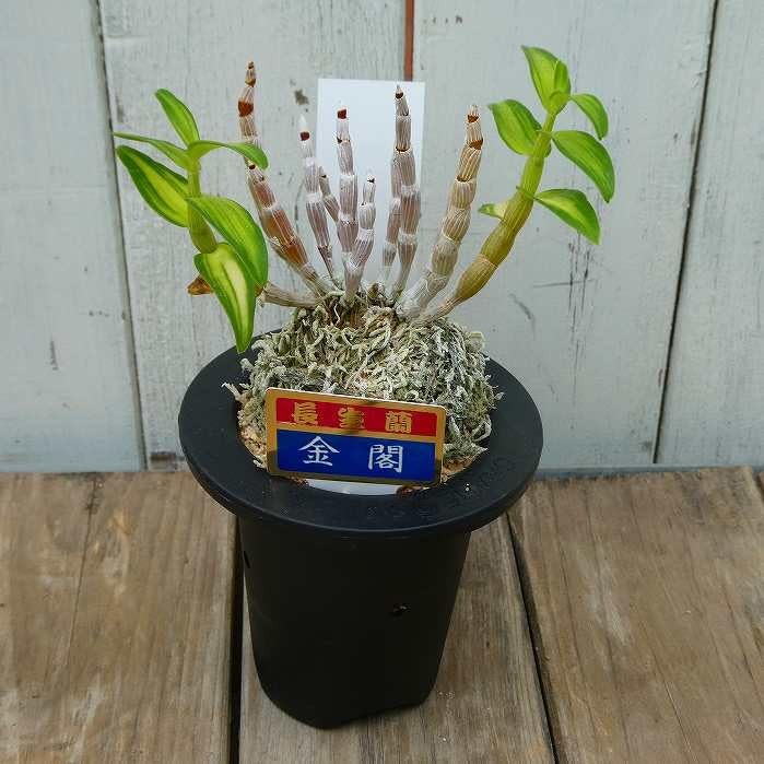 Amazon.co.jp: 長生蘭 金閣 セッコク 苗 3号鉢 斑入り 石斛 山野草