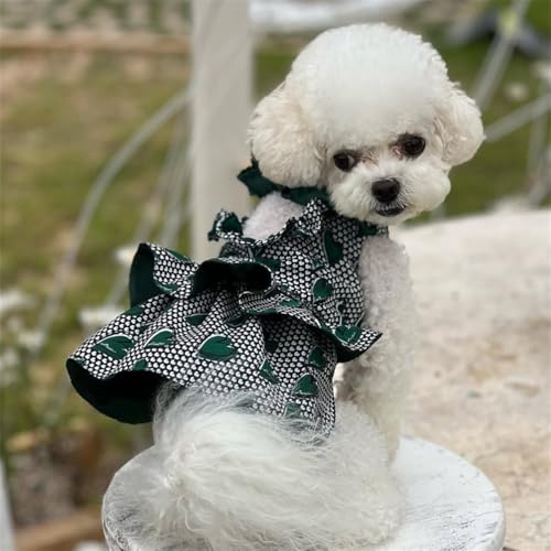   H~An[g^̃hXAefBxAAybgpi (XS)