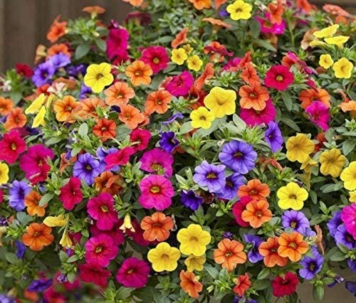 30+ SEEDS- Salmon Double Hollyhock Hybrid Mixed Flower Pack/Easy To Grow/Indian Seeds