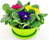 POWERS TO FLOWERS