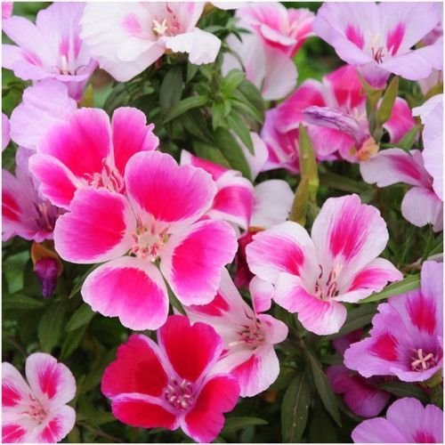 clarkia flower seeds winter seasonal flower seeds for gardening 50 above seeds winter flower seeds for gardening (B0BJZDL6RM) Amazon Price History, Amazon Price Tracker