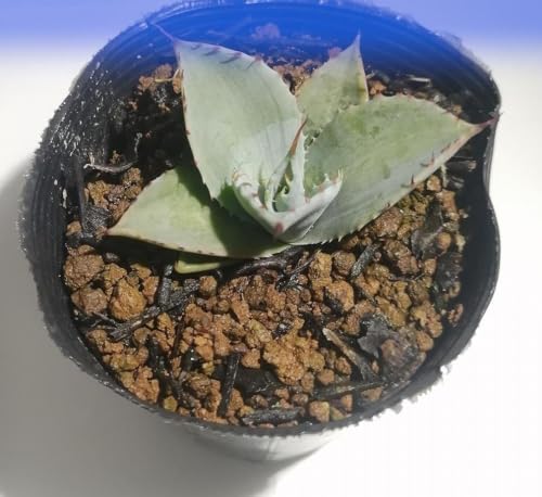 アガベパリートランカータ Agave parryi var. truncata_栃木県大田原市生産品_Bear`s palm(5cm-8cm)
