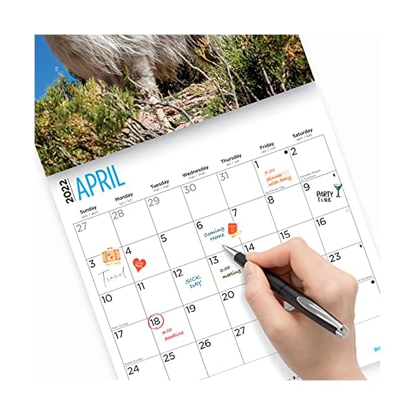 Bright Day 2022 Llamas Wandkalender 30,5 x 30,5 cm, niedlich, flauschig, lustig, Bauernhoftier – Bild 5