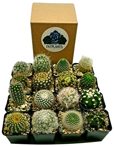 Fat Plants San Diego Mini Cactus Plants in Plastic Planters
