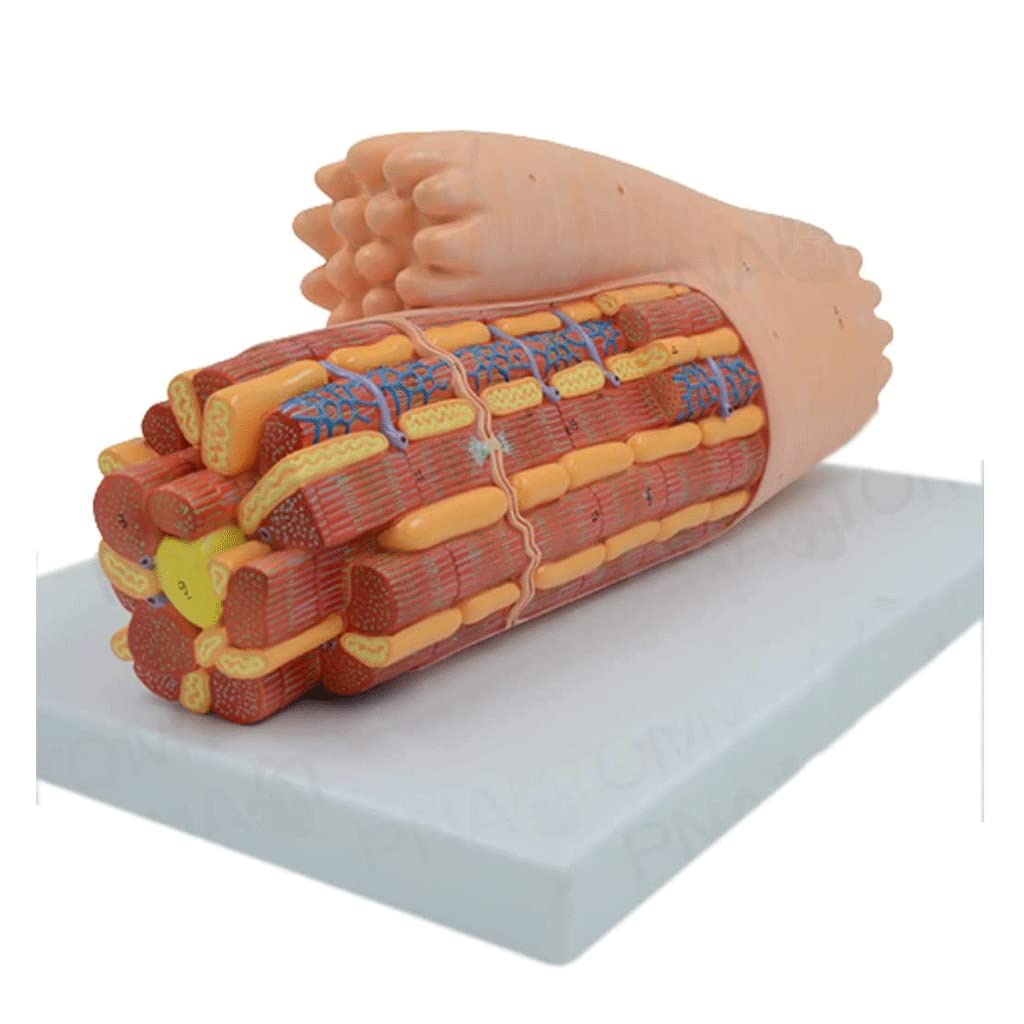 GTHTUHFD Skeleton Model Human Body Model Human Anatomy Model Ultrastructure Smooth Muscle Enlargement Model For Muscle Anatomy Teaching