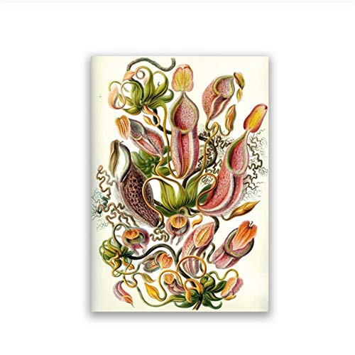 feitao Nepenthaceae Plantas de Jarra Tropical Tazas de Mono Pintura de Lienzo Cuadros de Pared Planta carnívora Impresiones de Arte Decoración de Oficina vintage-20X28 Pulgadas Sin Marco