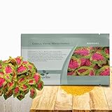 Outsidepride Versa Watermelon Coleus Seeds for Planting - 20 Pcs Annual, Compact, & Easy to Grow, Flower Seeds with Serrated Foliage, Ideal for Shaded Areas, Containers, Borders, & Gardens