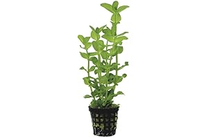 Live Goldfish Plant for Aquariums