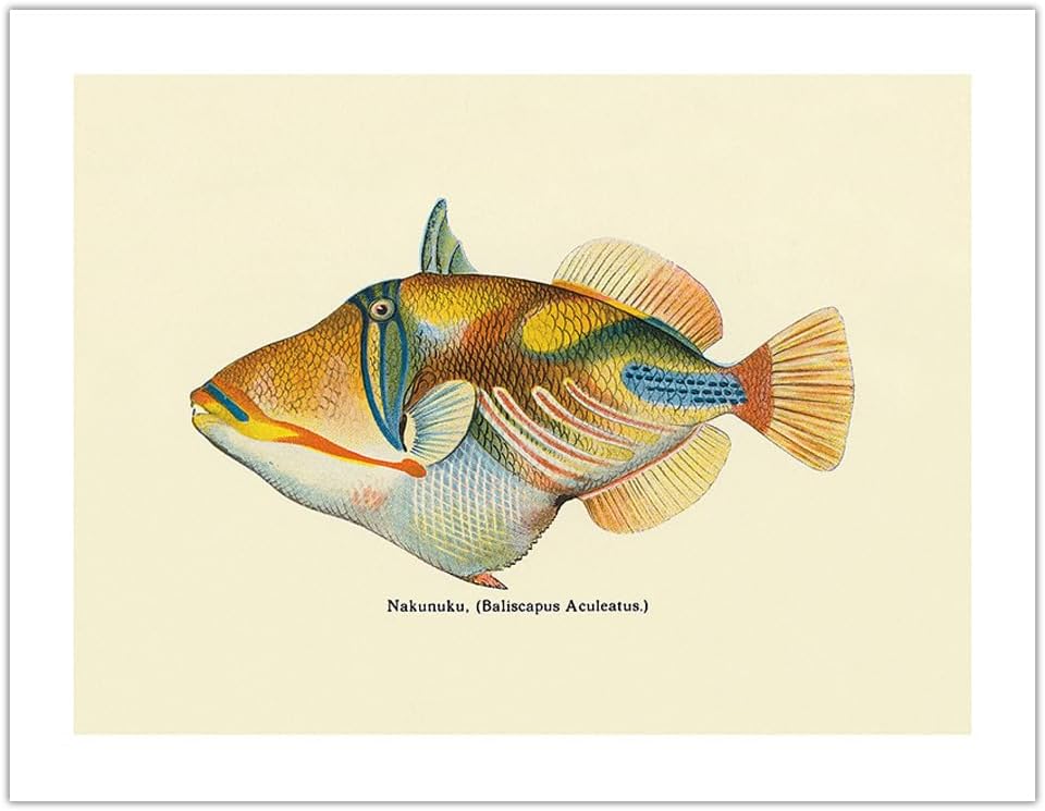 Nakunuku (Baliscapus Aculeatus) - Humuhumunukunukuapuaa - State Fish of Hawai’i - Vintage Hawaiian Color Postcard c.1905 - Bamboo Fine Art 290gsm Paper (Unframed) 12x16in