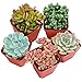 Succulent plants