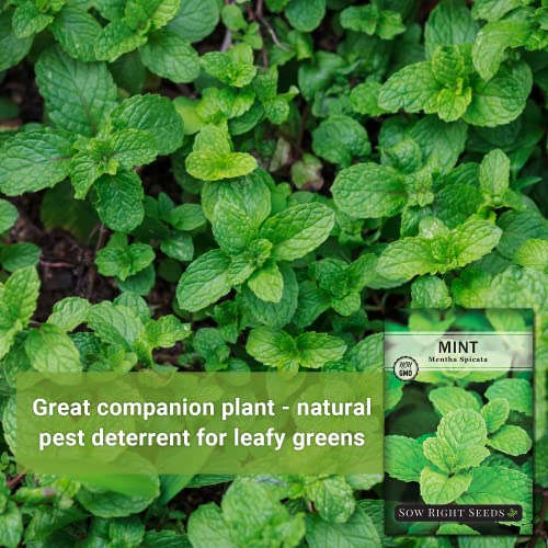 Sow Right Seeds - Mint Seeds for Planting - Non GMO Heirloom Perennial Herb for Indoor or Outdoor Planting - Ideal for Kitchen Herb Garden - Perennial Growing Plants - Packet with Instructions (1) - Image 3