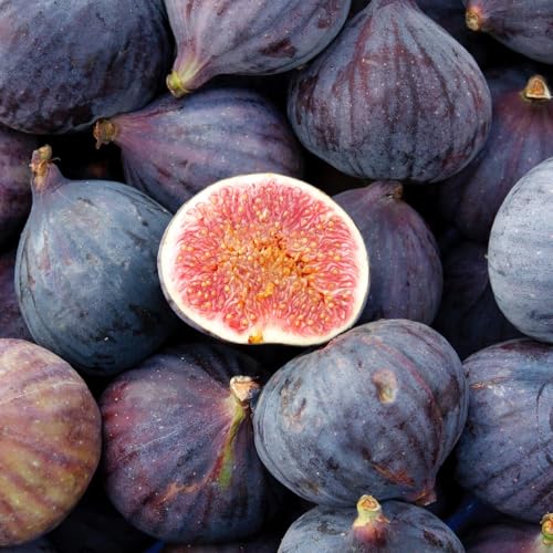 Purple Fig Live Plant, 3" Pot Well Rooted, Compact Disease-Resistant Tree for Home Gardens and Container Growing, USDA Zones 7-10