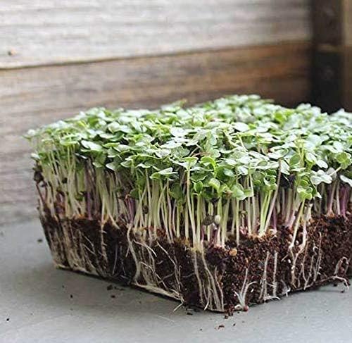 Semillas de microgreens "Basic Salad Mix" para plantar, más de 300 semillas de reliquia de primera calidad, interiorexterior, semillas de jardín de