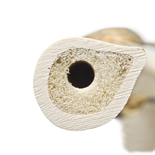 Image of 3B Scientific 1005123 Orthobones Right Ulna Bone Model