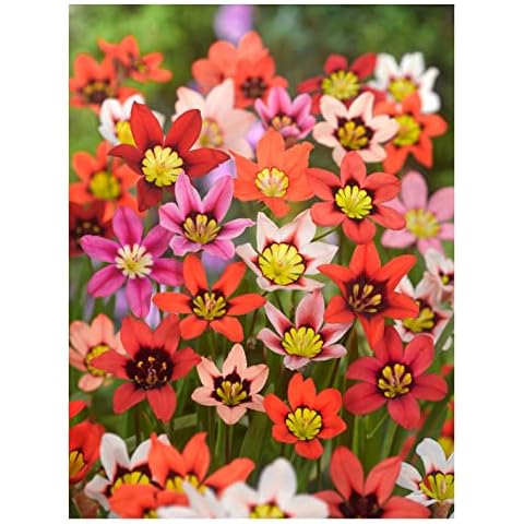 Oliwier's Bulbs 20x Sparaxis Tricolor Mix Summer Flowering Bulbs Garden Hardy Perennial Beautiful Harlequin Flower, Yellow,Orange,White,Red,Pink,Black Cover