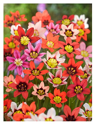 Oliwier's Bulbs 20x Sparaxis Tricolor Mix Summer Flowering Bulbs Garden Hardy Perennial Beautiful Harlequin Flower, Yellow,Orange,White,Red,Pink,Black