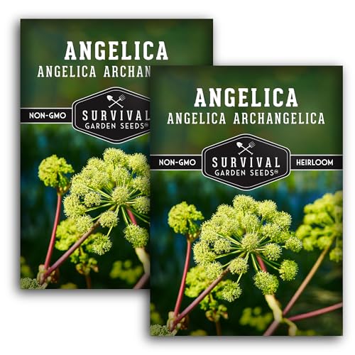 Survival Garden Seeds Angelica Seeds for Planting - 2 Packs with Instructions to Grow Medicinal Herb Angelica Archangelica in Your Home Herb Garden – Non-GMO Heirloom Seeds