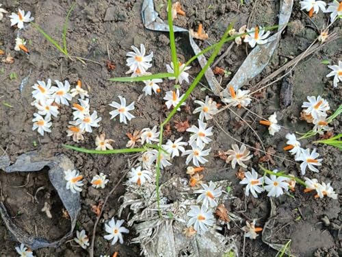 Image of Bigreen 12 Months Flowering Harsingar Live Plant | Baromasi Parijat Tree with Fragrant Night Blooms | Night Jasmine Queen Plant for Home Garden, Balcony & Outdoor Decor (Pack of 1)
