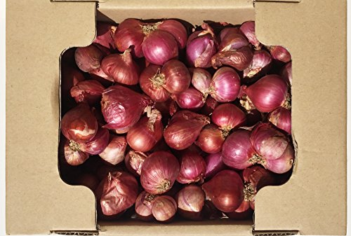 RED SHALLOT ONION bh Vbg IjI  ܂˂/HOM DEN/BAWANG MERAH/SIBUYAS TAGALOG WHOLESALE PRICE /Ɩp20kg BOXi20KGj