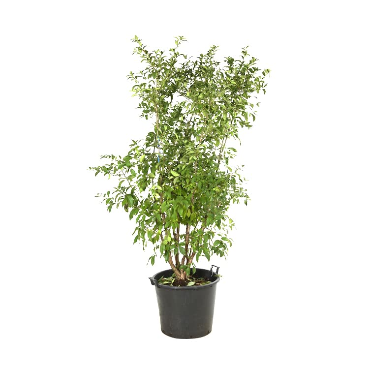 Calicanto cinese 30–40 cm Vaso – Chimonanthus praecox – Fioritura invernale profumata