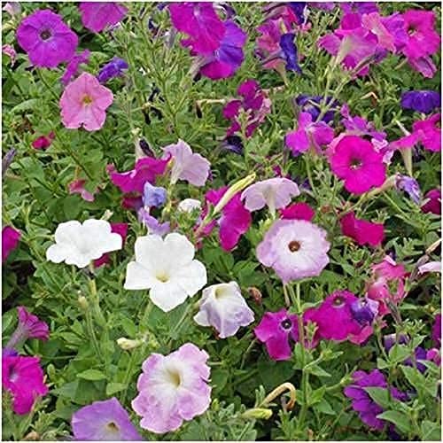Flower Petunia Enana Mixta FBA-8557 (Multi) 200 Semillas sin OMG, Heirloom