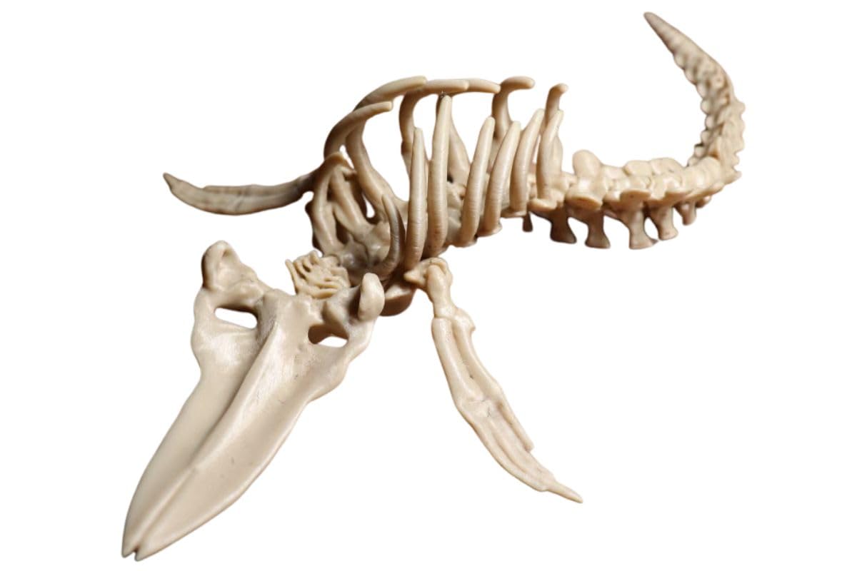 Photo 1 of Benthic Inventions 10" Whale Skeleton Aquarium Decoration