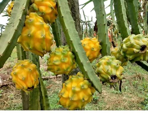 Ariya rare Yellow Dragon Fruit Plant-Rooted - Healthy Live 1 Fruit Plant (B09Y45TM62) Amazon Price History, Amazon Price Tracker