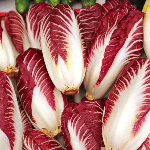 Organic Chicory 'Rossa Di Treviso' Seeds – Red Leaves, Autumn/Winter Harvest, Easy-to-Grow, Long Harvest Period, 1 x Packet 240 Seeds, by Organic Gardening