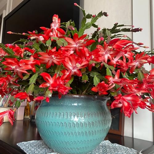 Cactus de Navidad semillas de como recuerdo fiesta Schlumbergera habitación con sombra decoracioneses raras inusuales mini jardín rocas 80semillas