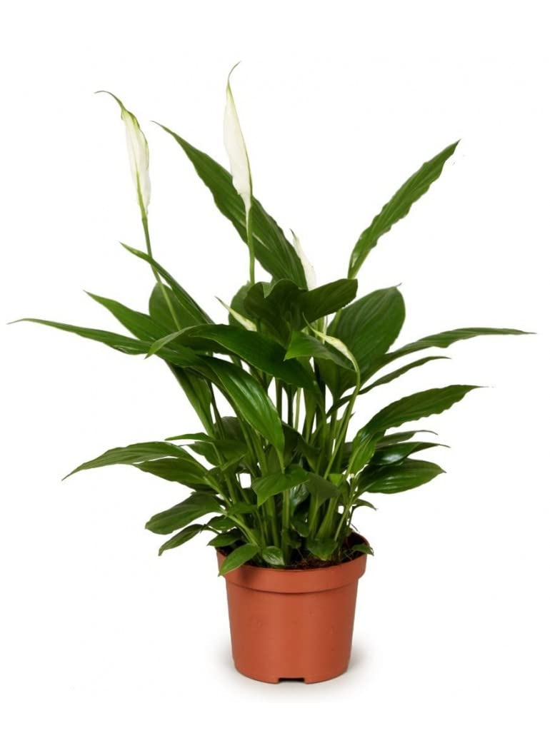 Set 8 Plantas Interior Naturales DECOALIVE: Spathiphyllum - Planta del Café - Palmera Areca - Drácena - Dieffenbachia - Helecho - Hiedra - Chamaedorea Elegans