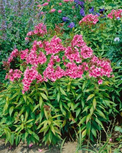 Phlox paniculata 'Windsor' 11x11 cm Topf – Winterhart, Mehrjährig, Pflegeleicht – Hoher Sommerphlox – Staude für Beet & Rabatte