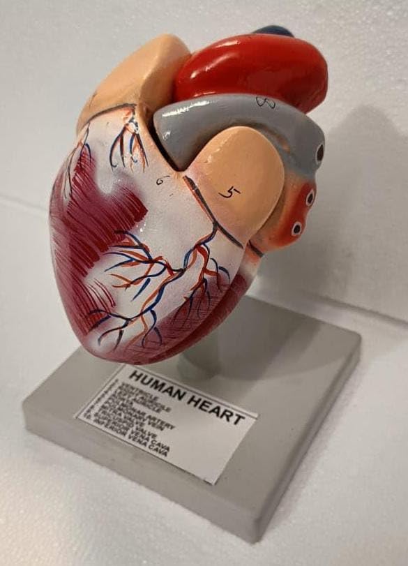 Human Heart Model In 2 Parts with Stand made with PVC And Fiber (B0CG2922JV) Amazon Price History, Amazon Price Tracker