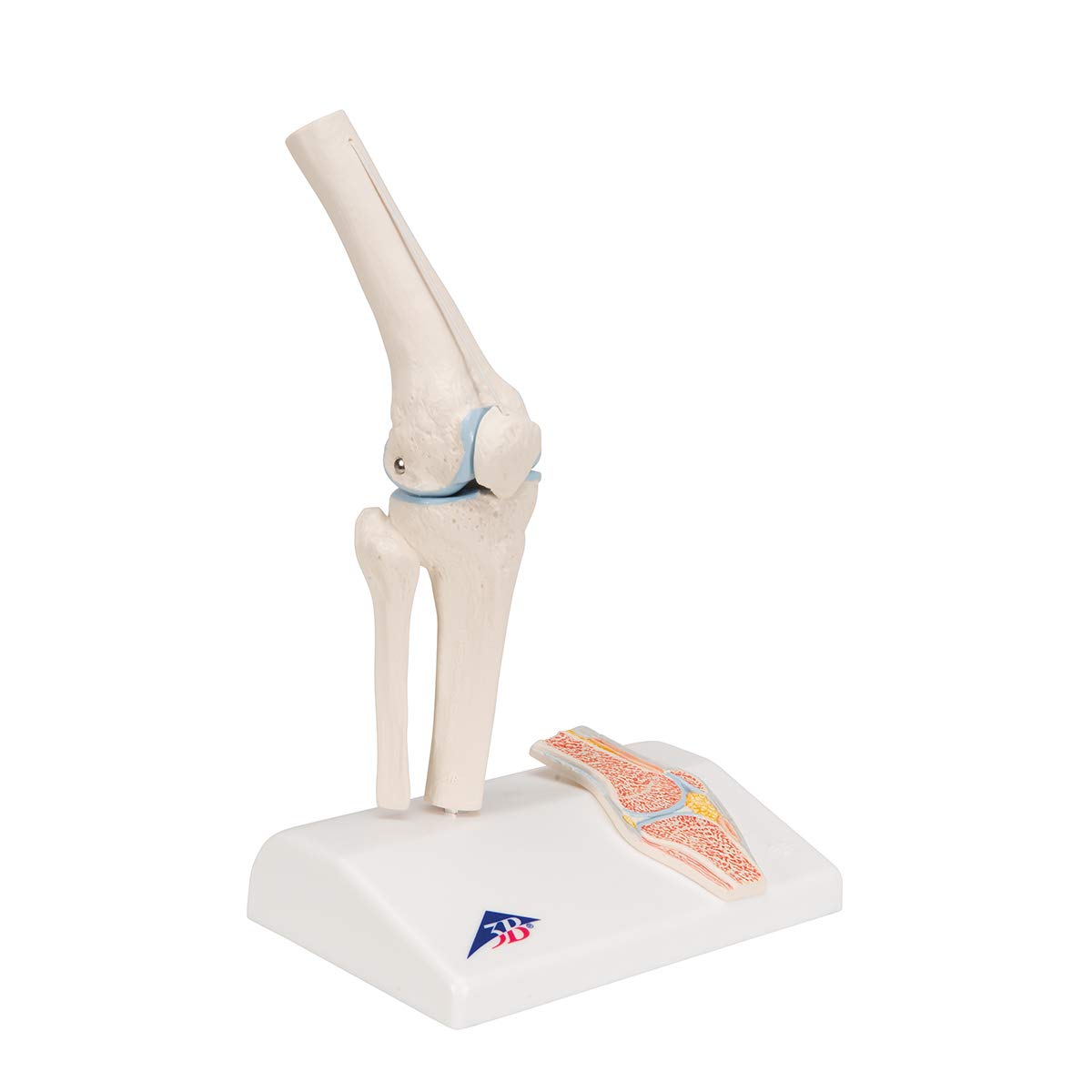 Image secondaire de 3B Scientific® Mini Articulation du Genou avec Coupe Transversale – Modèle Anatomique Humain Demi-Taille + Smart Anatomy App (Ga