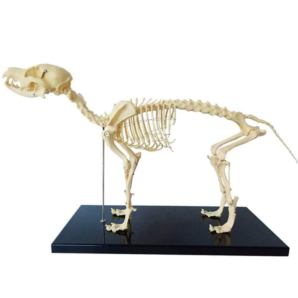 Hundeskelett Anatomisches Modell, Anatomie Bildung Modell Von Tieren, 64Cmx20cmx30cm