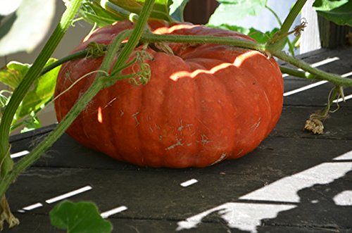 Red pumpkin seeds for planting (40 seeds)