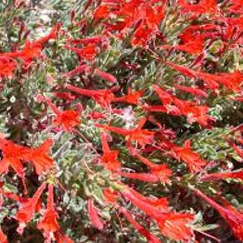 Growing Native Plants in Your Yard