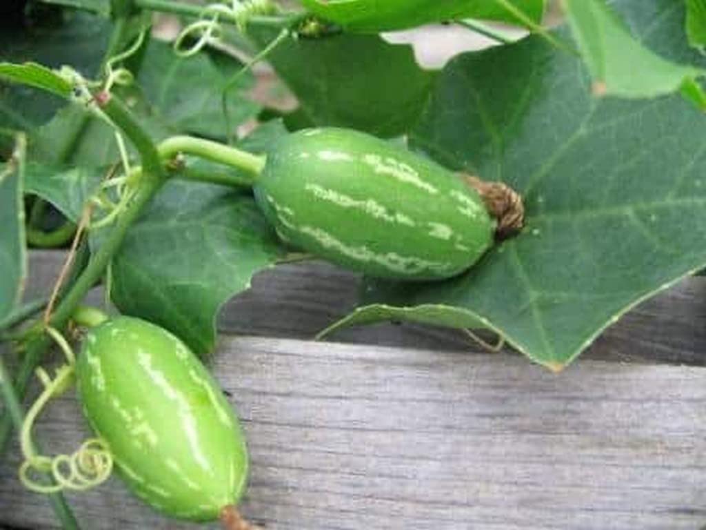 Creative Farmer Plants For Home Gardening Ivy Gourd/Tilkor Rare Plant (Stem Cutting) (Healthy Live Plant) (B09L5885JG) Amazon Price History, Amazon Price Tracker