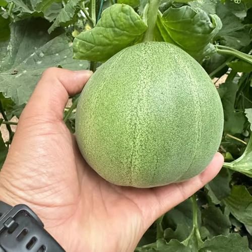semillas de planta de melón árbol frutal, bonsái de interior semillas de melón plantas trepadoras resistentes Fruto de zapote, plantas resistentes en maceta Decoración de árboles 150pcs