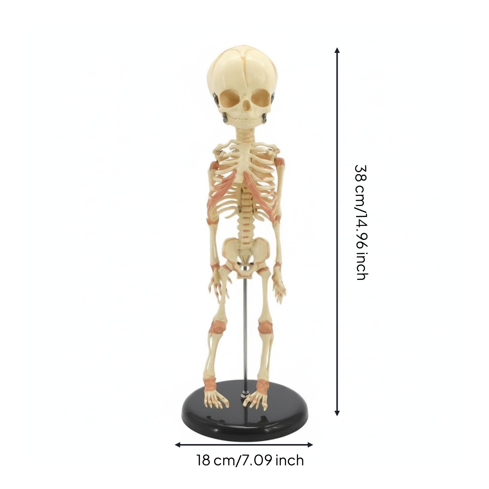 Colcolo Modelo Esqueleto Infantil Esqueleto Esqueleto Humano Maqueta Anatómica Ayuda Referencia Exacta del Armazón Corporal Infantil Adecuado para Enseñanza