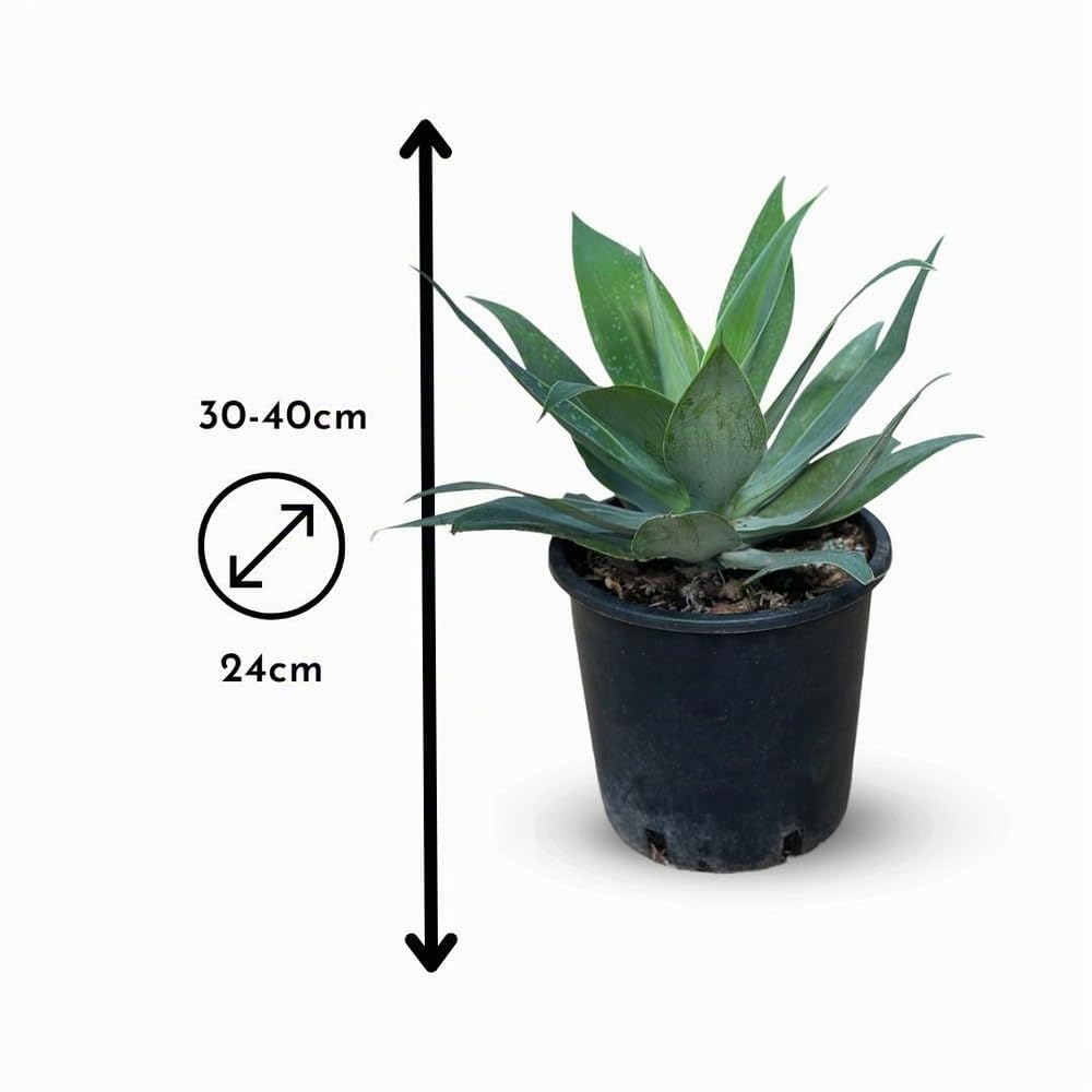 Attitude Jardin - Agave attenuata - 30-40 cm - ⌀ 24 cm - cactus et plantes grasses