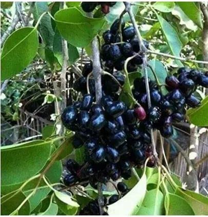 Nature Black Jamun hybrid grafted plant green tree nursery (JAMUN FRUIT PLANT 1, 1) (B0B53TTB6R) Amazon Price History, Amazon Price Tracker