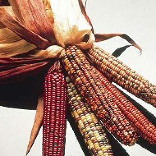 HONIC 25 - Seeds : Premium Dakota Blend Ornamental Corn Seeds - So Fun to grow!!!!!!