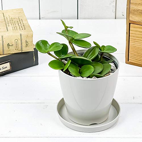 白い鉢に入ったペペロミア